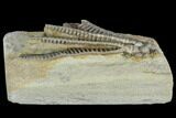Crinoid (Decadocrinus) Fossil - Crawfordsville, Indiana #122976-2